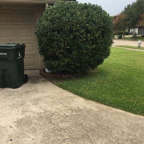 Bush Trimming by Reclaiming his blood ministries lawn and handy man service reviewed on August 16, 2025