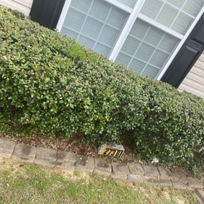 Bush Trimming by Donald Austile Lawn Care reviewed on August 19, 2025