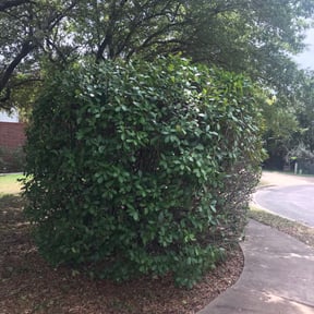 Bush Trimming by LNK Lawn and Pest Maintenance reviewed on August 20, 2025
