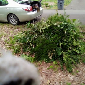 Bush Trimming by Sage Landcrafters reviewed on August 17, 2025