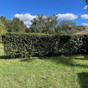 Bush Trimming by Sons bros and I lawn service reviewed on August 18, 2025