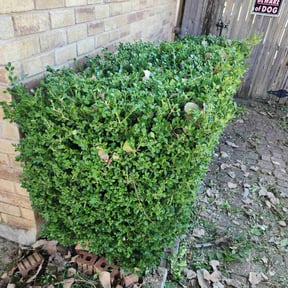 Bush Trimming by Jae The Gardener reviewed on August 18, 2025