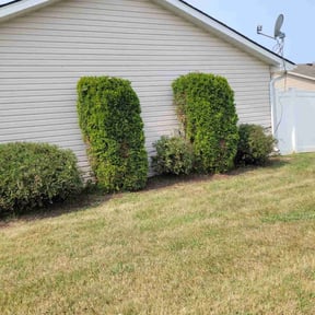 Bush Trimming by Green lawn care reviewed on October 18, 2025