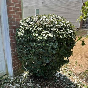 Bush Trimming by START2FINISH 247 reviewed on August 17, 2025