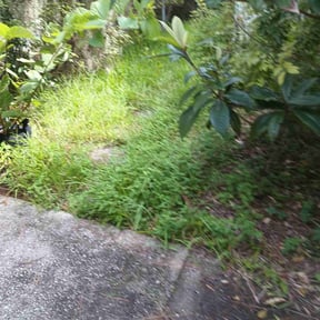 Bush Trimming by Alan's Mowing reviewed on August 19, 2025