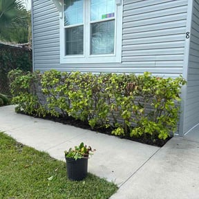 Flower Bed Weeding by Gregorio’s lawn care reviewed on July 9, 2026
