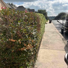 Bush Trimming by Hugo Lopez Landscaping reviewed on November 8, 2025
