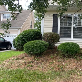 Bush Trimming by Burton Lawn Care reviewed on August 20, 2025