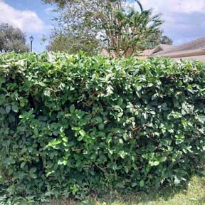 Bush Trimming by TexasMade Landscape LLC reviewed on August 21, 2025