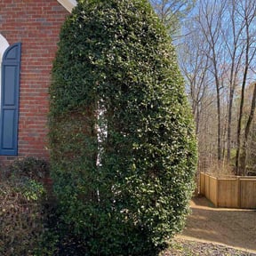 Bush Trimming by Tikitiki Garden Service reviewed on April 15, 2025