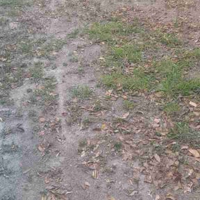 Leaf Removal by Larry's Lawn care reviewed on March 1, 2026