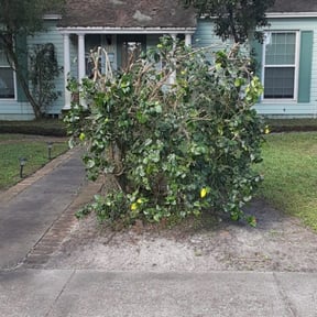 Bush Trimming by Lush Lawns reviewed on August 21, 2025