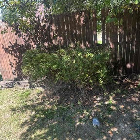 Bush Trimming by amazing r&amp;r landscaping reviewed on March 21, 2022