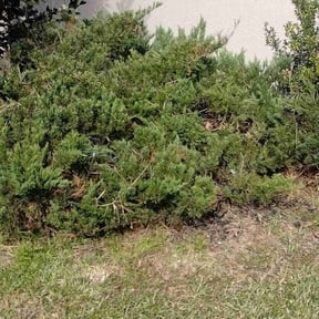 Flower Bed Weeding by Smith's Services reviewed on August 20, 2025