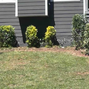 Bush Trimming by Brian’s Grass service reviewed on May 18, 2026