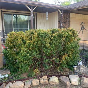 Bush Trimming by Ken's Lawn Work reviewed on August 19, 2025