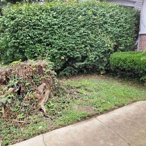 Bush Trimming by Patricks lawn service reviewed on November 10, 2025