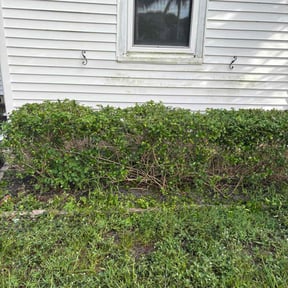 Bush Trimming by Dragonfly Lawn Care reviewed on November 21, 2025