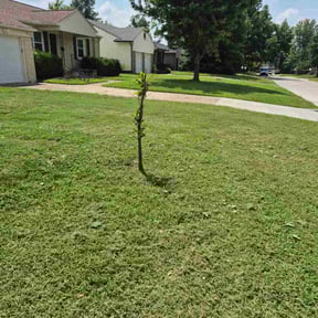 Bush Trimming by U-knighted Resolutions reviewed on February 5, 2026