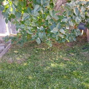 Flower Bed Weeding by Tandwingatelawncare reviewed on August 15, 2025