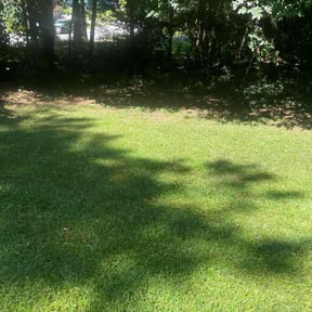 turf care by LIGHTNING LANDSCAPING &amp; LAND MANAGEMENT reviewed on August 18, 2025