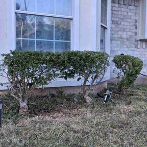 Bush Trimming by House Perfect reviewed on January 1, 2026