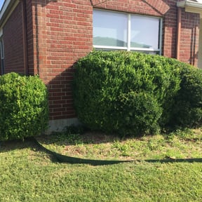 Bush Trimming by Phillip Landscape reviewed on August 21, 2025