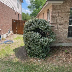 Bush Trimming by Select Cuts Premium Lawn Care reviewed on August 19, 2025