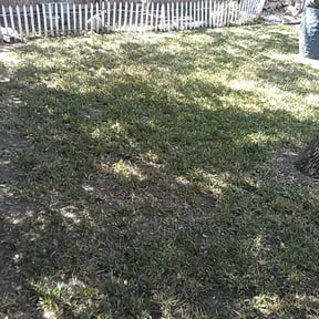 Leaf Removal by Westveld Mowing reviewed on August 19, 2025