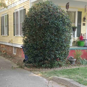 Bush Trimming by Great American Lawn’s reviewed on January 21, 2026