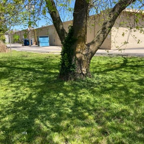 grass maintenance by Cuts By Chuck reviewed on May 2, 2024