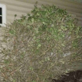Bush Trimming by Bestway Lawn Care reviewed on August 19, 2025