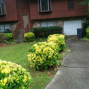 Bush Trimming by Gardens Of eDen lawn service reviewed on August 16, 2025