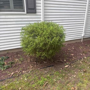 Bush Trimming by Higher Standards Landscaping reviewed on November 7, 2025