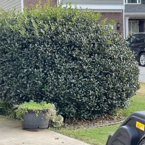 Bush Trimming by Indytrendz reviewed on August 21, 2025