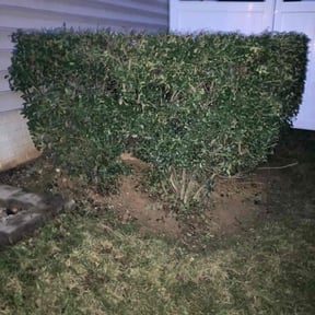Bush Trimming by Grass Kept Clean &amp; More reviewed on November 22, 2025