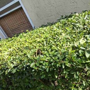 Bush Trimming by Pro City Wash reviewed on December 7, 2025