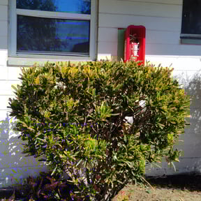 Bush Trimming by Double F Lawns reviewed on August 17, 2025