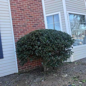 Bush Trimming by Tx irrigation Concepts reviewed on February 12, 2026