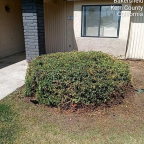 Bush Trimming by Family Grind Landscaping reviewed on August 19, 2025