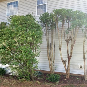 Bush Trimming by Midplains Properties LLC reviewed on August 15, 2025