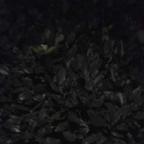 Bush Trimming by Hd landscape reviewed on August 21, 2025