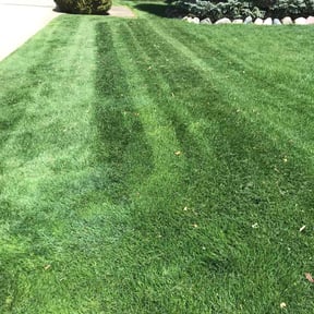 yard work by Cutting Under Pressure reviewed on August 15, 2025