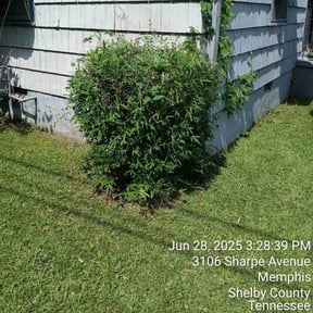 Bush Trimming by Keith Vickers reviewed on August 20, 2025