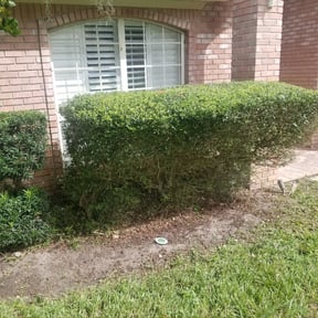 Bush Trimming by B&SS reviewed on August 20, 2025