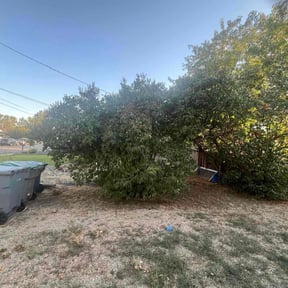 Bush Trimming by bass cutters lawn co reviewed on November 9, 2025