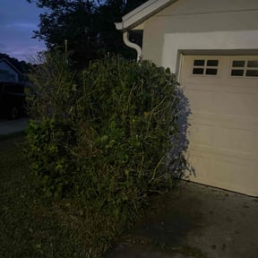 Bush Trimming by Mr do it all. reviewed on October 18, 2025