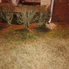 Bush Trimming by Silva lawn care reviewed on August 18, 2025