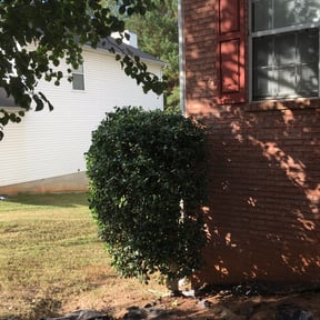 Bush Trimming by Foresight Landscape Maintenance and Design reviewed on August 20, 2025
