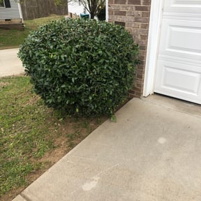 Bush Trimming by Felo Pride lawn services reviewed on August 21, 2025